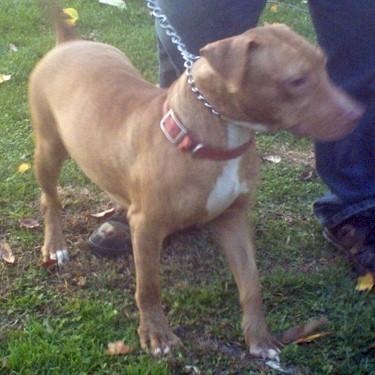 Taylors Tuffdogs Squirt Pit Bull front.jpg